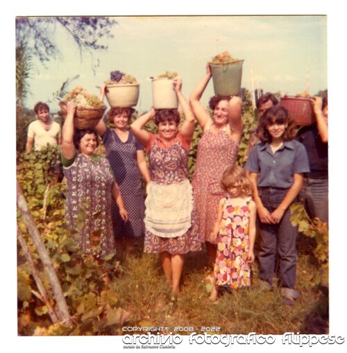 1978 vendemmia CucugliataSenza titolo-20